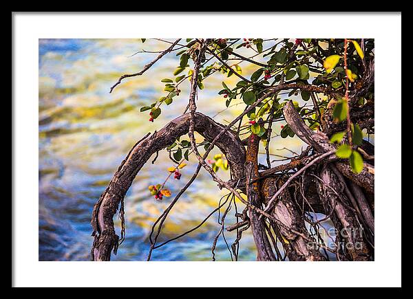 Myriad Framed Print featuring the photograph Myriad Circumstances Methow Valley Abstract by Omashte by Omaste Witkowski