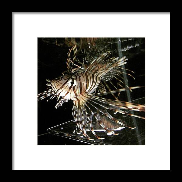 Aquarium Framed Print featuring the photograph Mysterious One

#アクアリム by Kenya Multipotentialite
