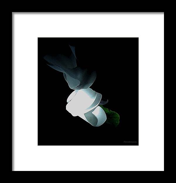  Framed Print featuring the photograph Mystery Flower by Harold Zimmer