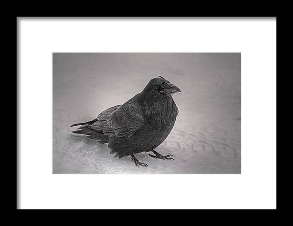 Sam Amato Framed Print featuring the photograph Mystic Raven by Sam Amato