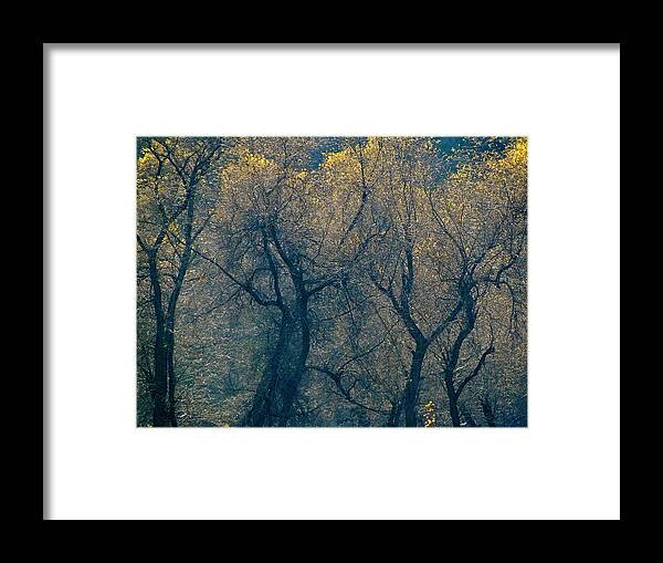 Trees Framed Print featuring the photograph Mystic Trees by Liz Vernand