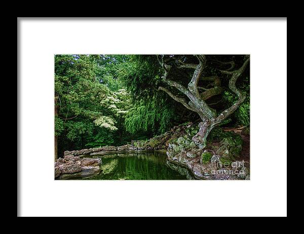 Trees Framed Print featuring the photograph Mystical Forest I by Debra Fedchin