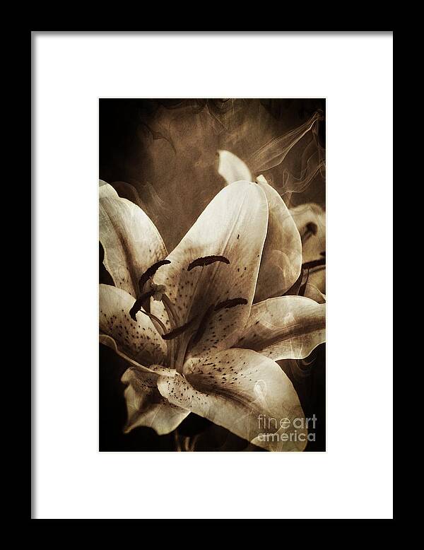 Lily Framed Print featuring the photograph Mystical Lilies by Clare Bevan