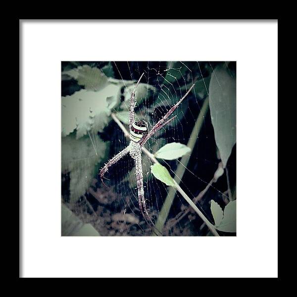 Macro_mood Framed Print featuring the photograph 🐞
🐝 #insects #insect by Aa Zieck