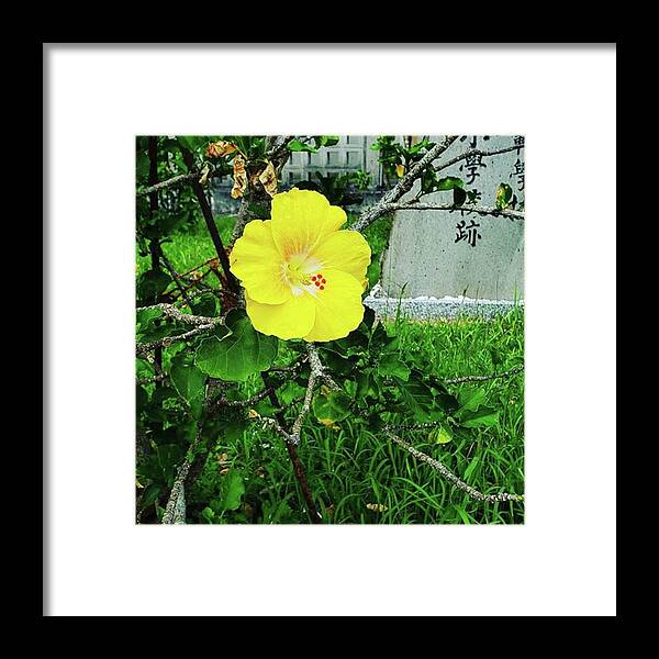 Of Framed Print featuring the photograph A Yellow Hibiscus by Beautiful Flowers