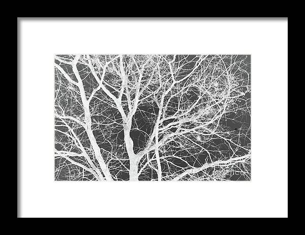 Tree Framed Print featuring the photograph Naked Branch by Dodie Ulery