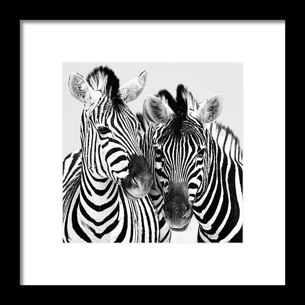 Namibia Framed Print featuring the photograph Namibia Zebras IV by Nina Papiorek