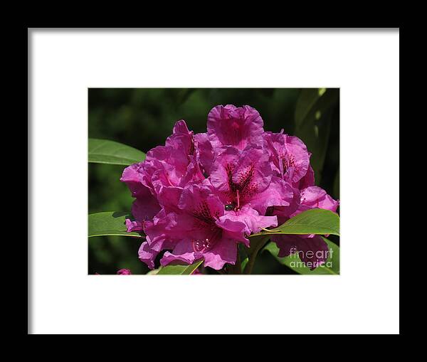 Nancy Webster Framed Print featuring the photograph Nancy Webster Rhodie by Chris Anderson