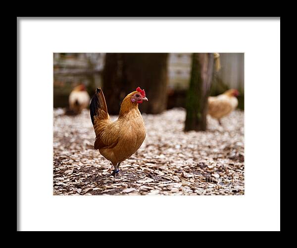 Chicken Framed Print featuring the photograph Nankin Bantam Hen by Rachel Morrison
