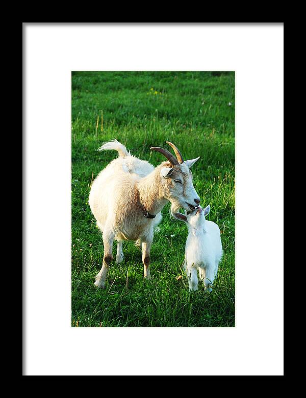 Pygmy Goat Framed Print featuring the photograph Nanny and Kid by Thomas R Fletcher