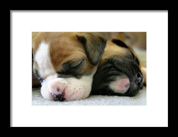 Dog Framed Print featuring the photograph Nap Time by Bob Cournoyer