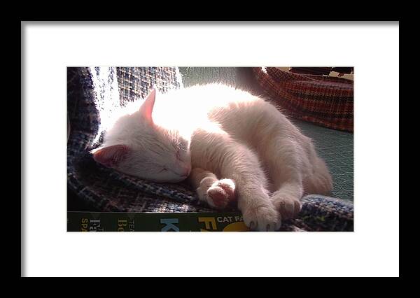 Cat Framed Print featuring the photograph Nap Time by Denise F Fulmer