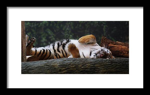 Zoo Framed Print featuring the photograph Nap Time by Jean Wolfrum