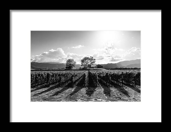 Napa Framed Print featuring the photograph Napa Vineyard B/W by Paul Scolieri