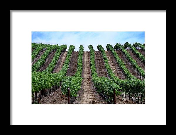 Napa Framed Print featuring the photograph Napa Vineyards by Judy Wolinsky