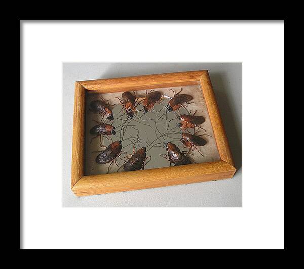  Framed Print featuring the mixed media Narcissistic Cockroaches by Roger Swezey