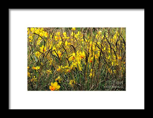 Narcissus Framed Print featuring the photograph Narcissus and Grasses by Tatyana Searcy