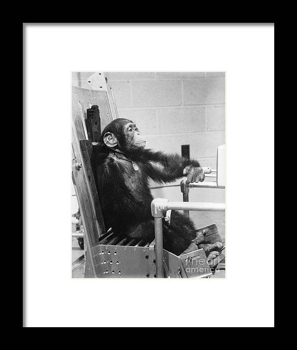(31 Jan. 1961) --- Chimpanzee Framed Print featuring the photograph NASA Chimpanzee Ham prior to space test flight by Vintage Collectables