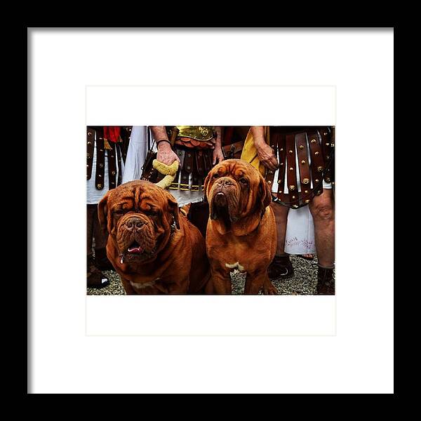Ancient Framed Print featuring the photograph Natale Di Roma
roman Dogs
#italy by Myrthe V