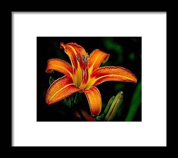 Orange And Yellow Native Lily Framed Print featuring the photograph Native and Proud by Karen McKenzie McAdoo