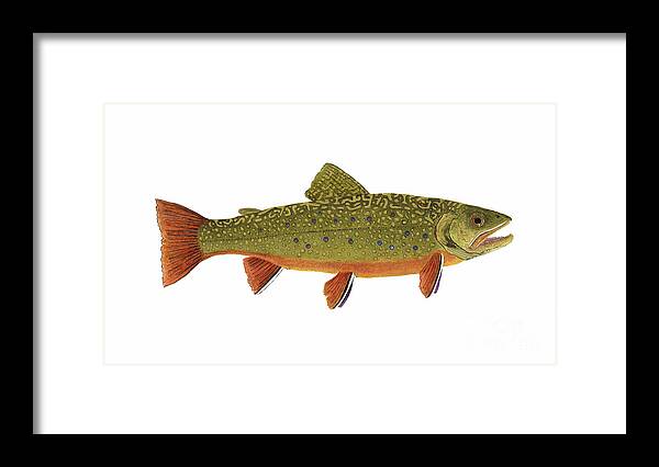 Trout Salmon Fly Fish Fishing Brook Rainbow Cutthroat Thom Glace Bass Crappie Muskie Framed Print featuring the painting Native Brook Trout by Thom Glace