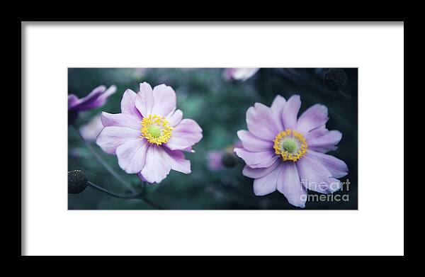 2x1 Framed Print featuring the photograph Natural Beauty by Hannes Cmarits