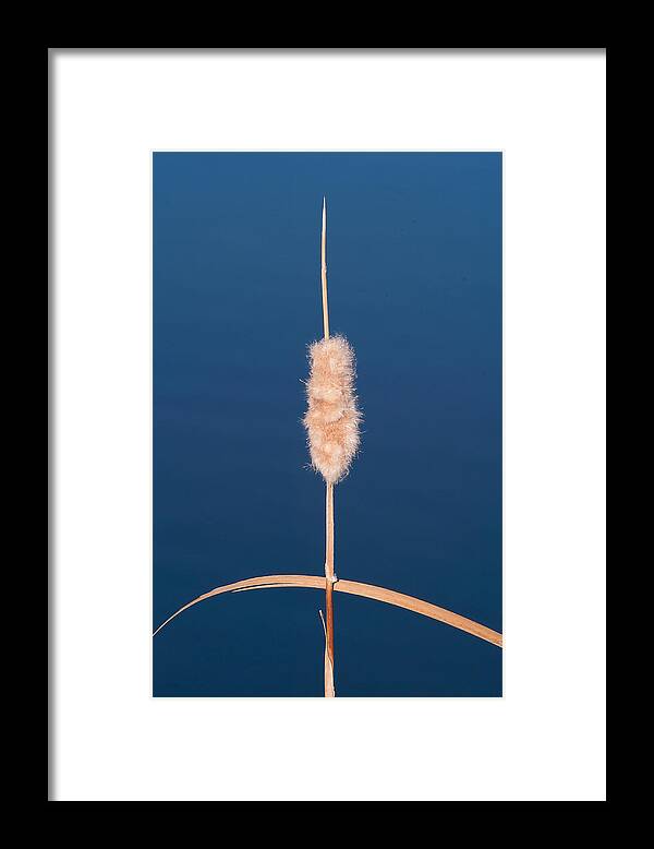 Cattails Framed Print featuring the photograph Natural Cross by Monte Stevens
