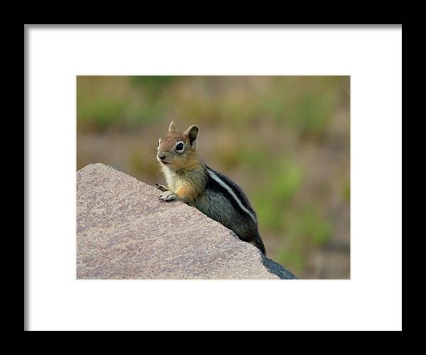 Golden-mantled Ground Squirrel Framed Print featuring the photograph Natural Curiosity by Lyuba Filatova