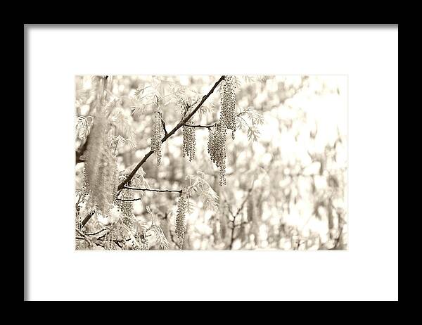 Hovind Framed Print featuring the photograph Natural Decor by Scott Hovind