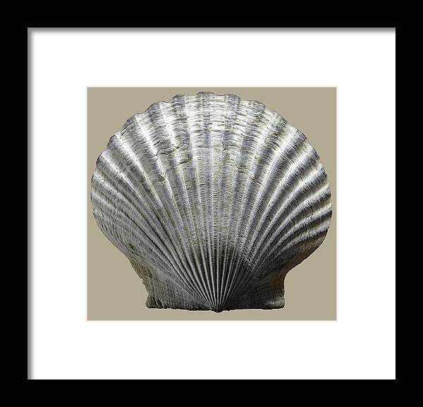 Sea Framed Print featuring the photograph Natural Shell by WAZgriffin Digital