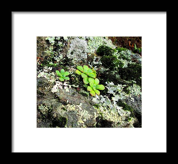 Lichen Framed Print featuring the photograph Natural Still Life #3 by Larry Bacon