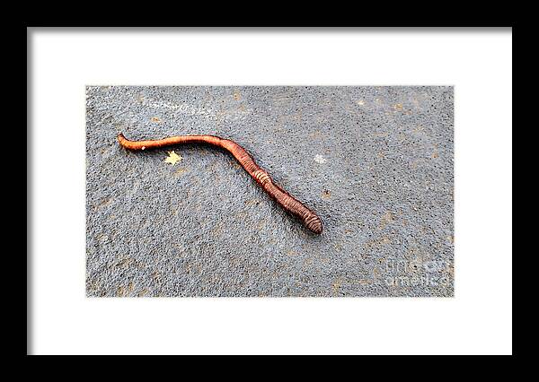 Bronze Framed Print featuring the photograph Naturally Bronzed Earthworm by Robert Knight