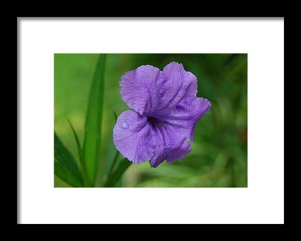 Flower Framed Print featuring the photograph Nature by Peter McIntosh