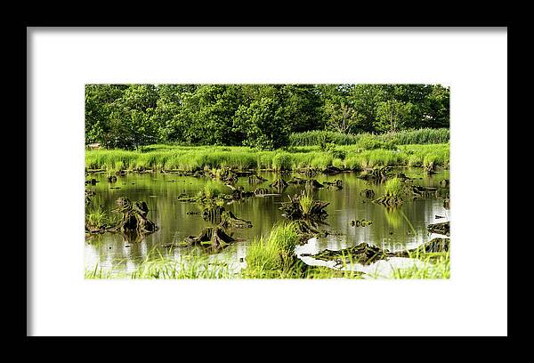 Grass Framed Print featuring the photograph Nature preserve swamp by Sam Rino