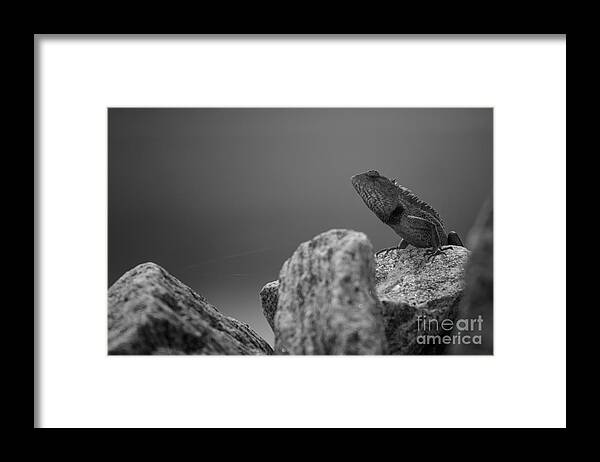Agamid Lizards Photo From Sri Lanka Framed Print featuring the photograph Nature by Venura Herath