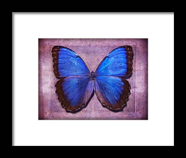 Butterfly Framed Print featuring the photograph Nature's Angels II by Leda Robertson