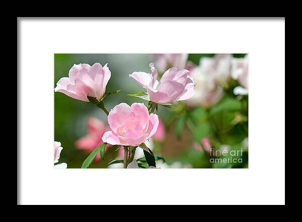 Pink Framed Print featuring the photograph Nature's Beauty #1 by Deena Withycombe