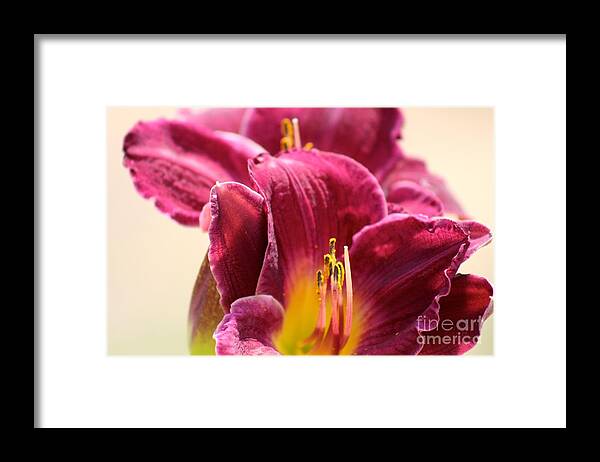 Pink Framed Print featuring the photograph Nature's Beauty 122 by Deena Withycombe