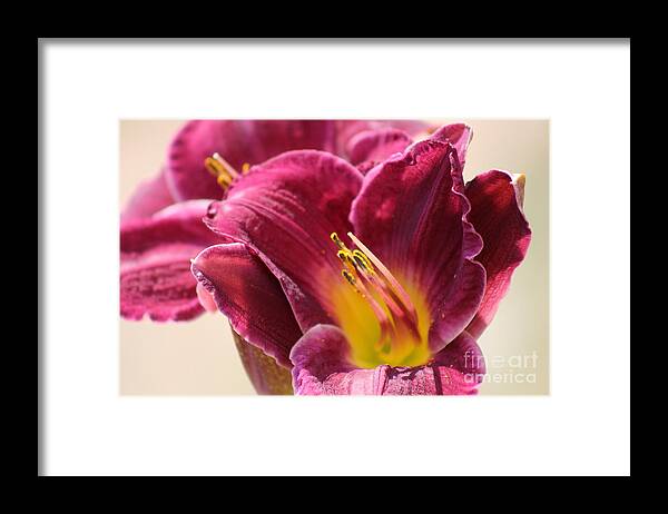 Pink Framed Print featuring the photograph Nature's Beauty 123 by Deena Withycombe
