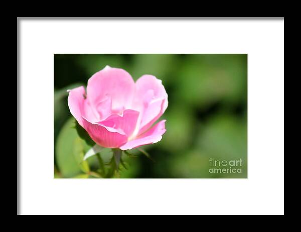 Pink Framed Print featuring the photograph Nature's Beauty 15 by Deena Withycombe