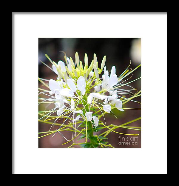 White Framed Print featuring the photograph Nature's Beauty 18 by Deena Withycombe