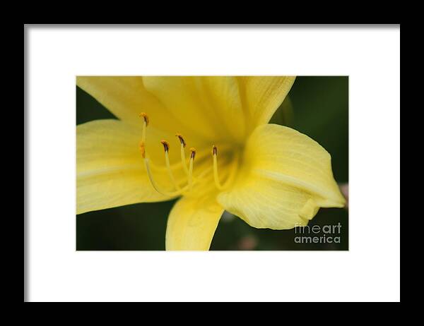 Yellow Framed Print featuring the photograph Nature's Beauty 38 by Deena Withycombe