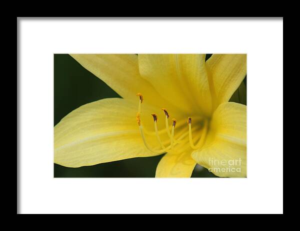 Yellow Framed Print featuring the photograph Nature's Beauty 39 by Deena Withycombe