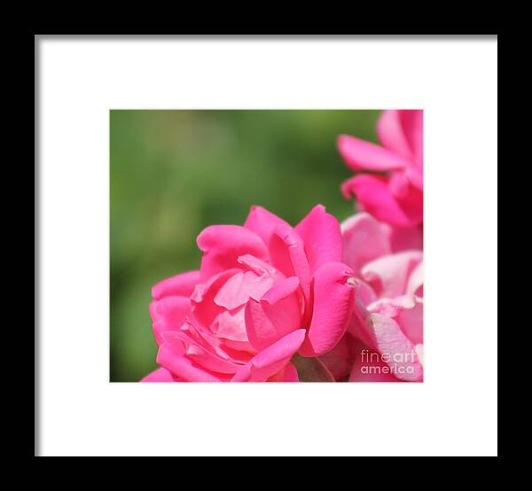 Pink Framed Print featuring the photograph Nature's Beauty 4 by Deena Withycombe