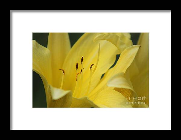 Yellow Framed Print featuring the photograph Nature's Beauty 40 by Deena Withycombe