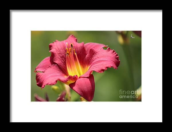 Yellow Framed Print featuring the photograph Nature's Beauty 41 by Deena Withycombe