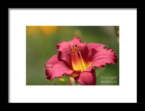 Yellow Framed Print featuring the photograph Nature's Beauty 42 by Deena Withycombe