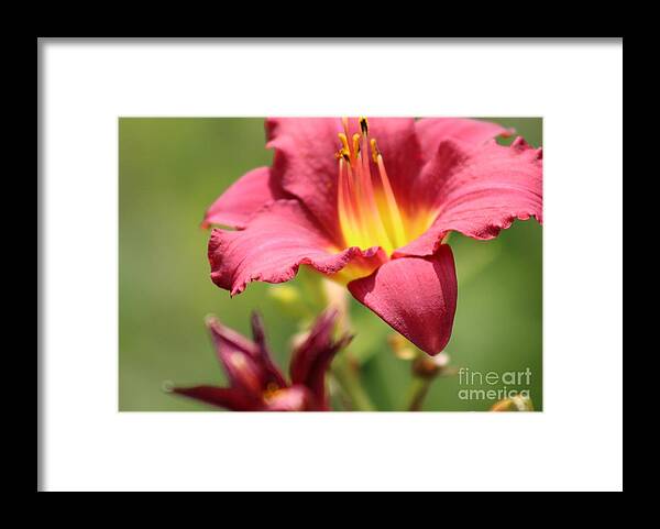 Yellow Framed Print featuring the photograph Nature's Beauty 44 by Deena Withycombe