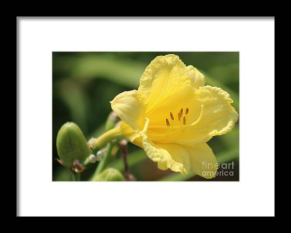 Yellow Framed Print featuring the photograph Nature's Beauty 46 by Deena Withycombe