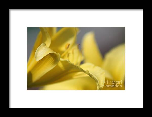 Yellow Framed Print featuring the photograph Nature's Beauty 48 by Deena Withycombe